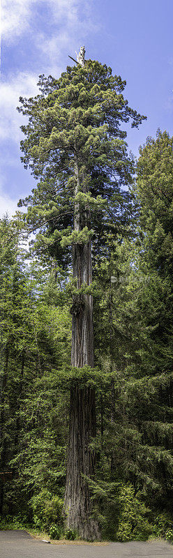 海岸红杉(Sequoia sempervirens)是柏科(柏科)红杉属(Sequoia Sequoia sempervirens)中唯一的现存树种。杰迪戴亚史密斯红杉州立公园;林下的蕨类植物。